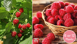 6 or 12 Raspberry 'Autumn Bliss' Plants