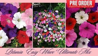 PRE-SALE: Petunia 'Easy Wave' Ultimate Mix - 10, 20 or 30 Garden Ready ...