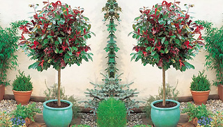 Photinia Fraseri 'Red Robin' 3L Plants - 1 or 2
