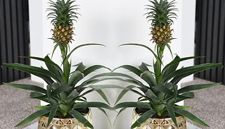 1 or 2 Pineapple Fruit Potted House Plants