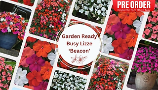 PRE-SALE: Garden Ready Busy Lizzie 'Beacon' - 10, 20 or 30 Plants!