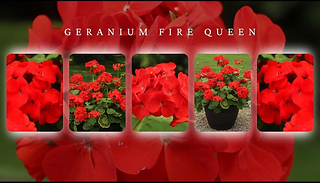 Geranium Fire Queen - 12 or 24 Plug Plants