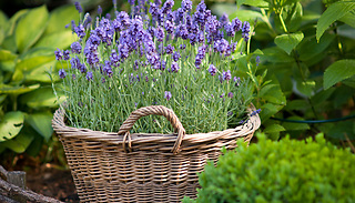5, 10 or 20 Dutch Lavender Hardy Plug Plants