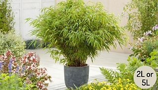 Garden Ready! Fountain Bamboo Fargesia - 3 Options
