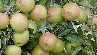 Rare Root Apple 'Braeburn' Tree