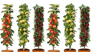 Collection of 3 or 6 Pillar Fruit Trees - Apple, Cherry and Pear!