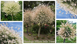 1 or 2 Flamingo Willow Salix Trees