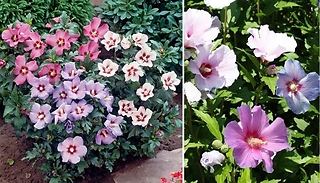 Garden Ready - Tricolour Hibiscus Plant - 4.6L or 6L!