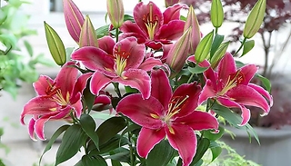 10-Pack King Charles Lily Bulbs