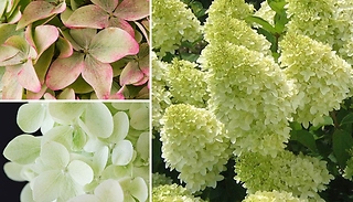 3-Pack Bare Root Hydrangea Magical Candle
