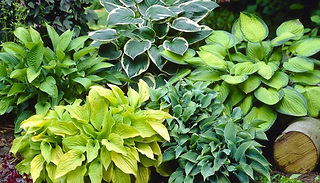 Hardy Hosta Perennial Tropical Plant Collection - 5 or 10 Plants