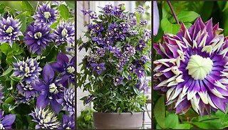 1 or 2 Clematis Taiga Plants