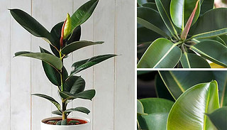 Indian Rubber Houseplant - 1 or 2 Plants