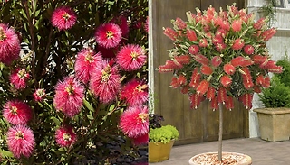 2.5L Garden Ready Callistemon Bottlebrush Tree!