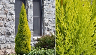 Monterey Cypress Goldcrest Conifer