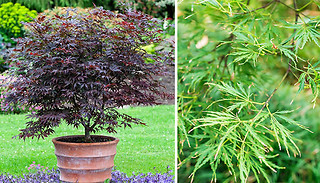 Japanese Maple Acer Collection