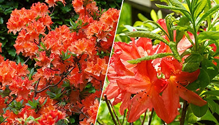 1 or 3-Pack Azalea Orange - Garden Ready!
