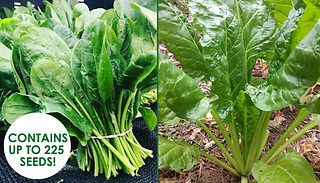 Spinach Beet Perpetual Seed Packet - Up To 225 Seeds!