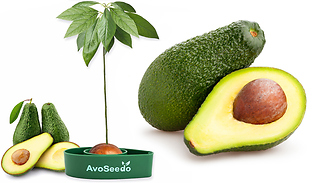 AvoSeedo Grow Your Own Avocado Tree