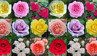 5-Pack Assorted Garden Rose Bush Collection