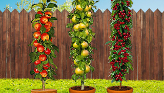 Cherry, Pear, Apple and Plum Fruit Trees - 3 or 5!