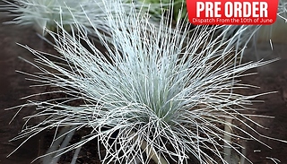PRE SALE: Festuca Glauca Blue 9cm Grass - 1 or 3 Pack!