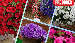 PRE-SALE: Surfinia Petunia Collection - 18 Plug Plants