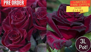 PRE-SALE: 3L Rose 'Black Baccara' Plant - Garden Ready!