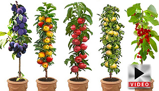 Grow Your Own Fruit Trees Collection - 5 Trees