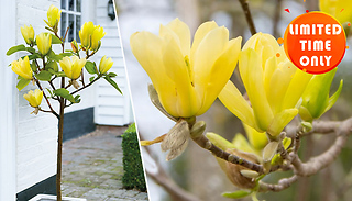 Magnolia Yellow Bird Plant - 1, 2 or 3 Plants