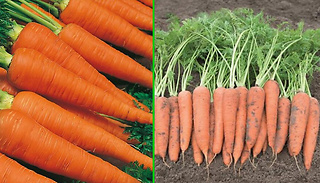 'Autumn King' Carrot Crop