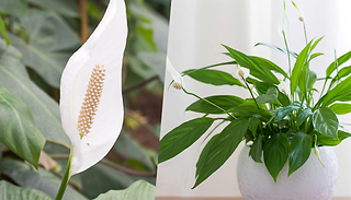 1, 2, or 3 Peace Lily House Plants