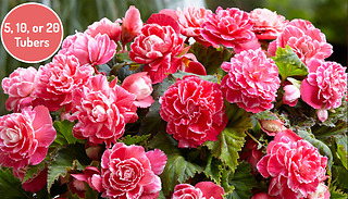 Begonia Camelia Waterproof Plant - 5, 10 or 20 Tubers