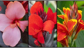 Canna Lily Cannova Collection - 3 Varieties