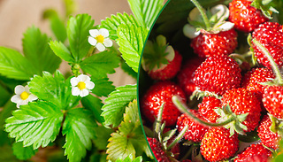 Alpine Strawberry Seed Packet - Up To 210 Seeds!