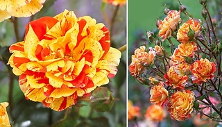 Rose Oranges & Lemons Papagena