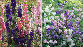 Scatter Seed Wildflowers 'Woodland Shade Mix' - Up to 2000 Flowers!