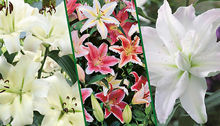 Skyscraper Giant Lily Tree Collection - 3 Bulbs