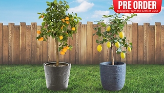 PRE-SALE: Mediterranean Citrus Trees - Lemon & Orange!
