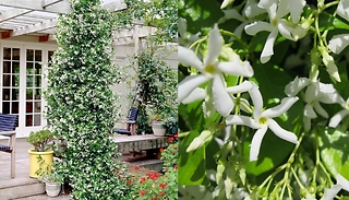 Garden Ready Star Jasmine Trachelospermum