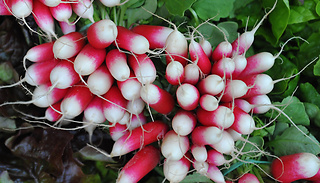 400 Seeds of 'French Breakfast' Radish