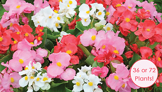36 or 72 Begonia 'Lotto Mixed' Plug Plants