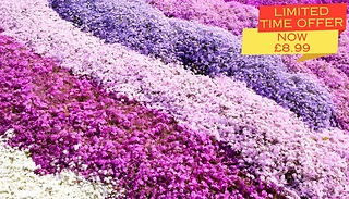 12-Pack Creeping Carpet Phlox Plug Plants