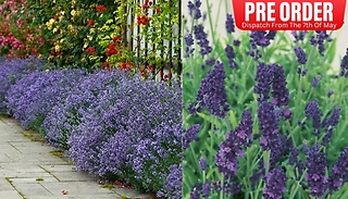 Pre Sale Fragrant Lavender Plant Collection - Dispatched From 7th of M ...