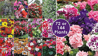 Bumper Garden Collection - 72 or 144 Plugs