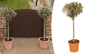 1 or 2 Patio Standard Olive Trees