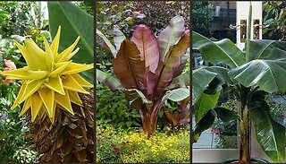Architectural Banana Plant Collection - 3 Plants