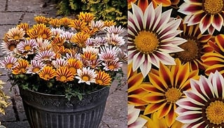 'Tiger Stripes Mix' Gazania