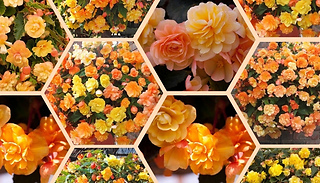 Trailing Begonia Apricot Shades