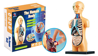 DIY Human Body Model Educational Toy